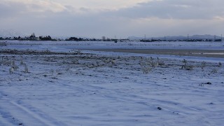 白鳥にお願いをする