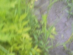 故郷の川をのぼる？