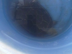 田んぼの障害物？