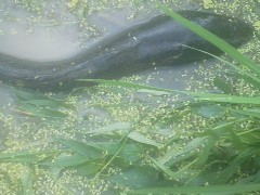 生きている排水路