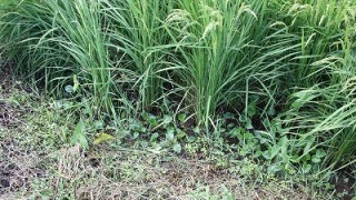 秋はすぐそこまで