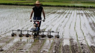 アメンボようでアメンボじゃない