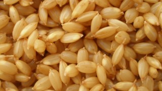 水を吸った種籾