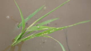 イネミズゾウムシ