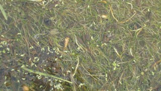 代かき、田植え、除草