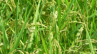 光合成で大きな米粒