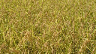 収穫までもう少し