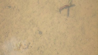 水を張り続けている田んぼ