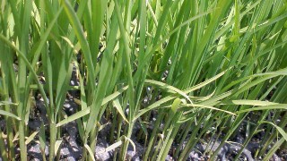 田植えまで元気に育て