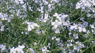 これは何の花？