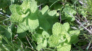 アップルミントその１