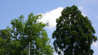 あお、しろ、みどり