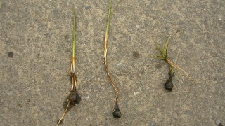 定番雑草クログワイ