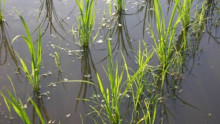 きらきら田んぼ