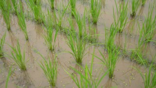 除縲恆垂ﾍ続く縲怩跂鰀