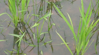 除草しないと（オモダカ編）