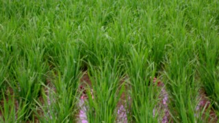 テデトール実施中