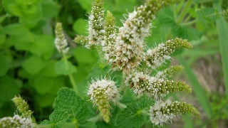 カナカナゼミ鳴き始め