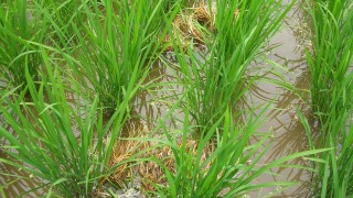 気持ちいいオーラ