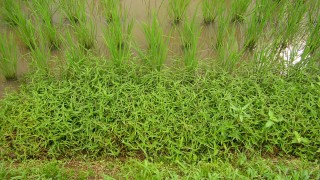 しのびよるイボグサ