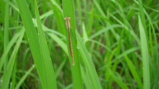 イトトンボと水玉