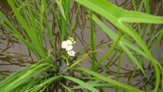 オモダカの花