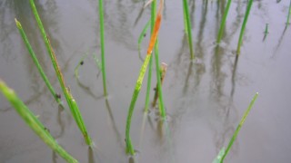 クログワイの弱点