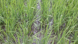 梅雨明けまでもう少し