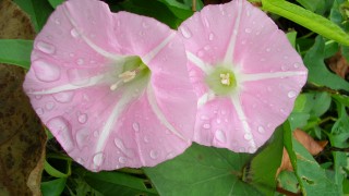 十日町ミュージックジャンボリー