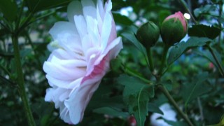 大地の芸術祭はじまる