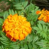 定番、マリーゴールド