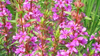 いよいよ梅雨明け