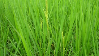 走り穂の始まり