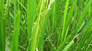 虫なんかに負けるもんか