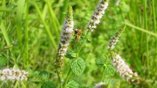 アップルミントも元気いっぱい