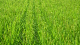 吸い込まれそうな田んぼ