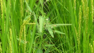 急成長雑草「クサネム」（その１）