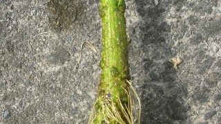 急成長雑草「クサネム」（その２）