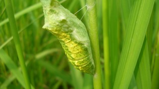 目指せ「稲も楽園」