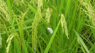 穂が重くなってきました