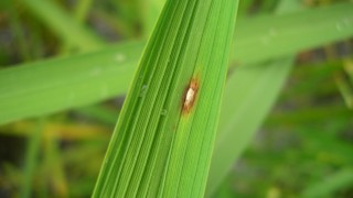 いもち病の恐怖１