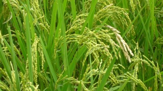 いもち病の恐怖２