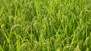 稲の品種（コシヒカリ）