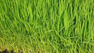 稲の品種（日本晴）