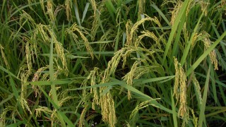 Ｑ　カマキリはいるでしょうか？