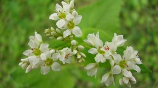 Ｑ　何の花でしょうか？