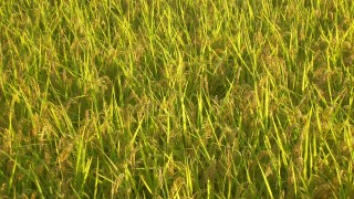 秋といえども日差しは元気