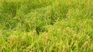 すっきり田んぼ