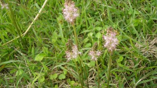 稲刈り日和続く