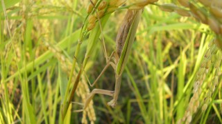 新米へのカウントダウン
